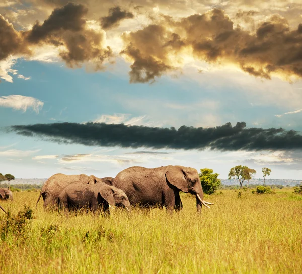Elefanti in savana — Foto Stock