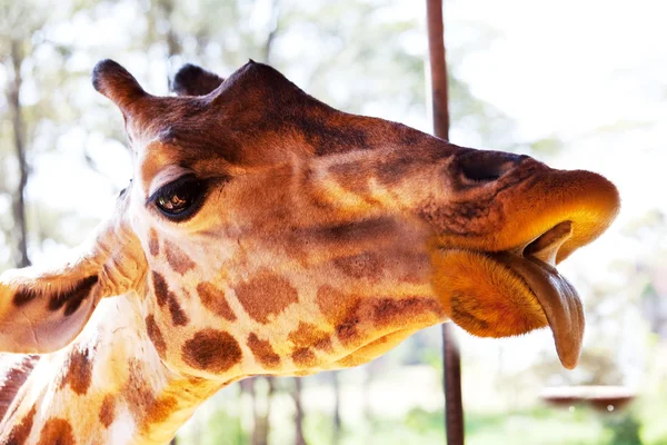 Giraffe in savannah — Stockfoto
