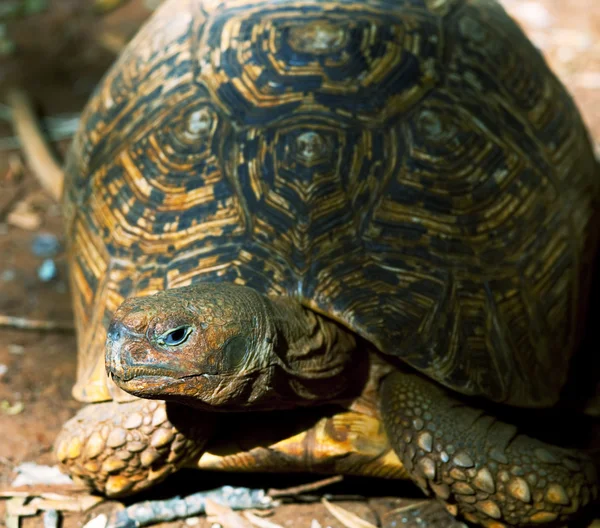 Turtle close up — Stock Photo, Image