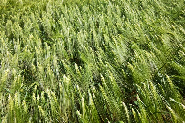 stock image Wheat closeup