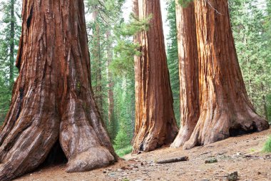 Sequoia National Park in USA clipart