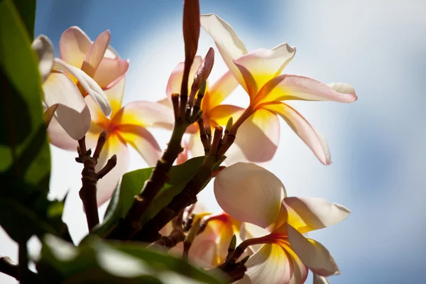 하와이 꽃 — 스톡 사진