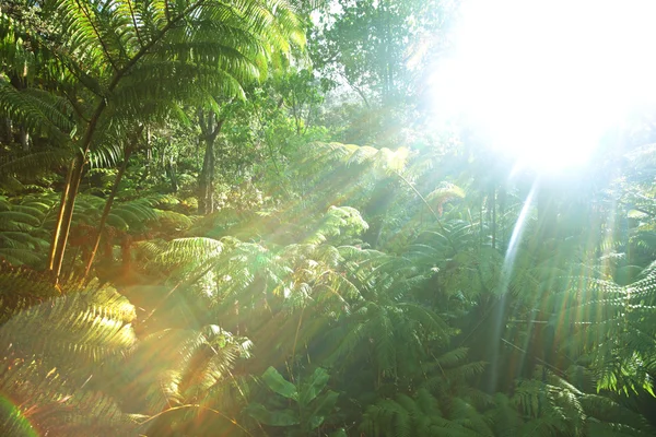 Forêt pluviale à Hawaï — Photo