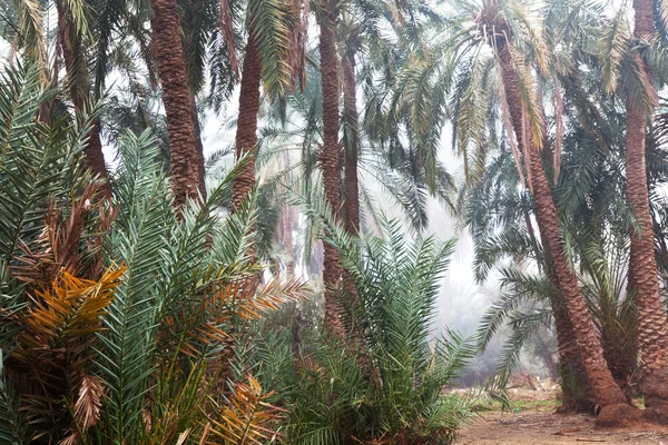 palmiye ağacı üzerinde hawaii