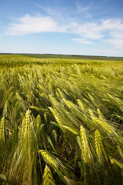 stock image Wheat field