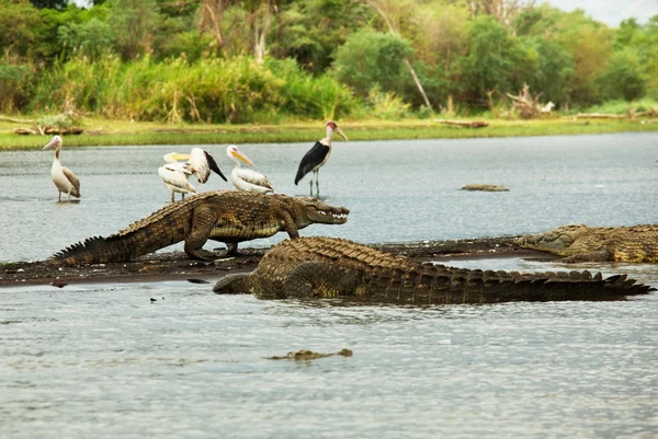 Krokodil op chamo lake — Stockfoto