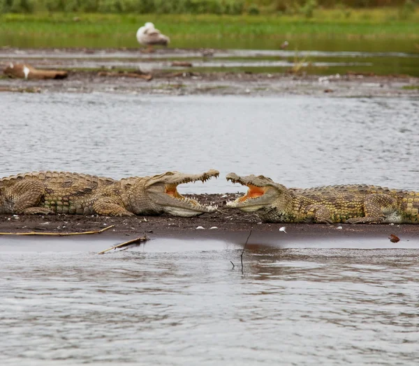 Crocodilo no Lago Chamo — Fotografia de Stock