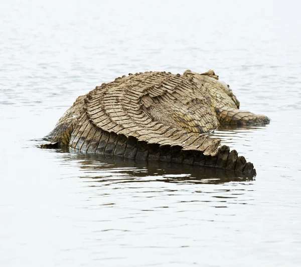 シャモ湖でのワニ — ストック写真