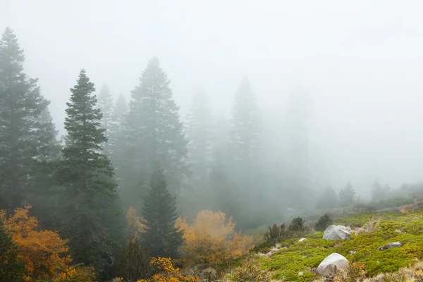 Mist in weide — Stockfoto