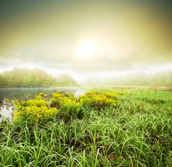 Fog on meadow — Stock Photo, Image