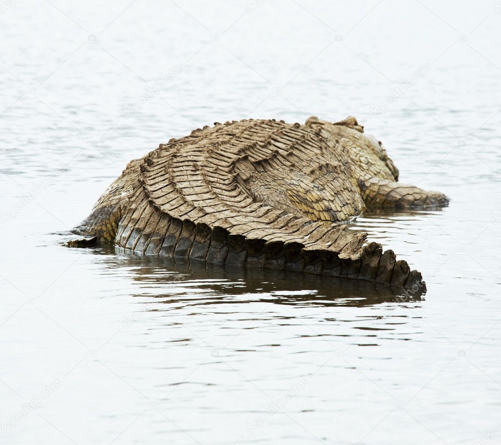 Crocodile on Chamo Lake