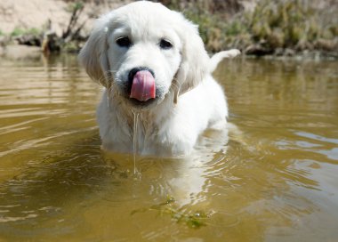 Labrador