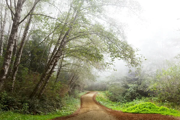Ceață în pădure — Fotografie, imagine de stoc