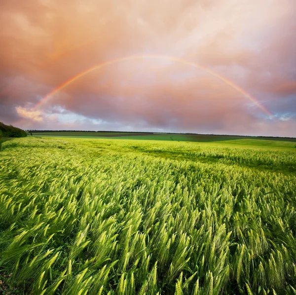 Rainbow in field — Stock Photo, Image