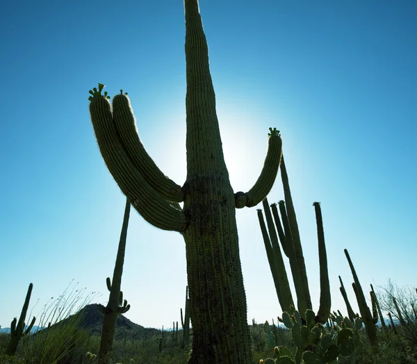 Saguaro cactus — Foto Stock