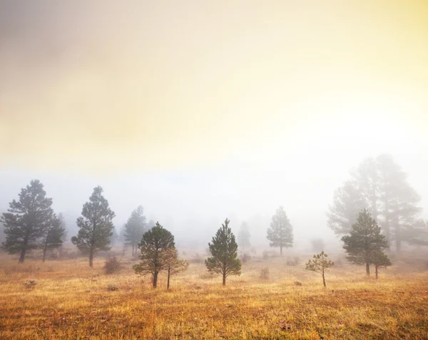 Köd-erdő — Stock Fotó