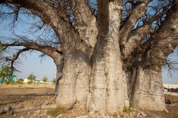 Baobab —  Fotos de Stock