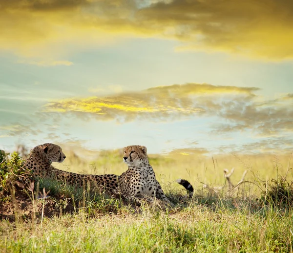 Geparden — Stockfoto