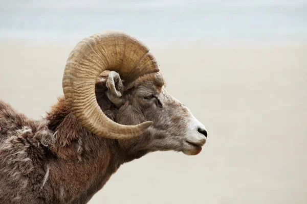 Горный козел — стоковое фото