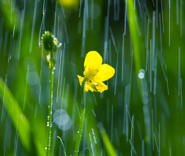 Déšť v zahradě — Stock fotografie