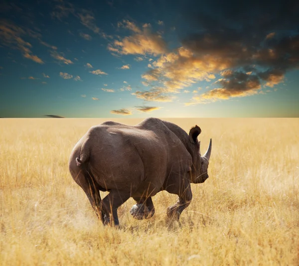 stock image Rhino