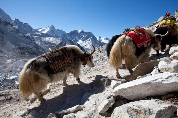 Yak en Himalaya — Foto de Stock