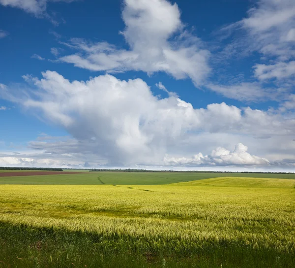 Buğday alan yaz sezonu — Stok fotoğraf