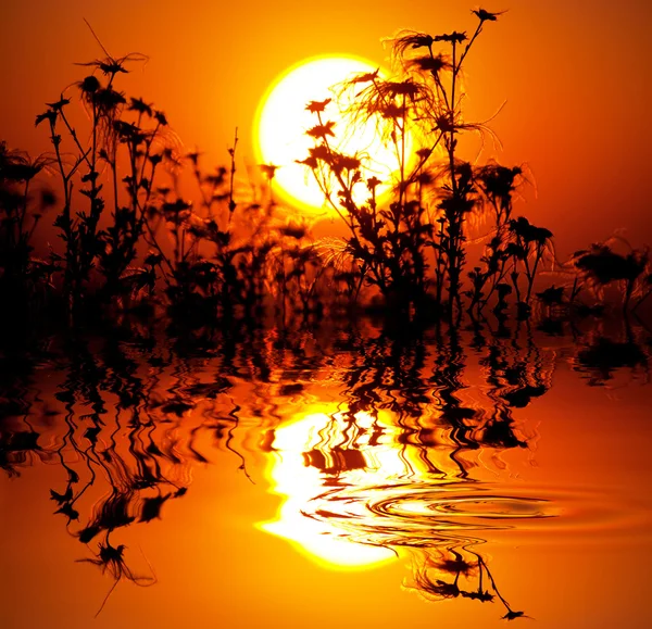 Flori la apus de soare — Fotografie, imagine de stoc