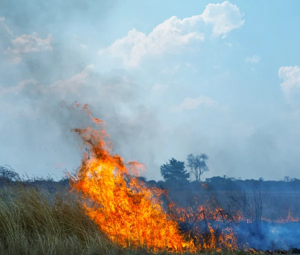 stock image Burning grass