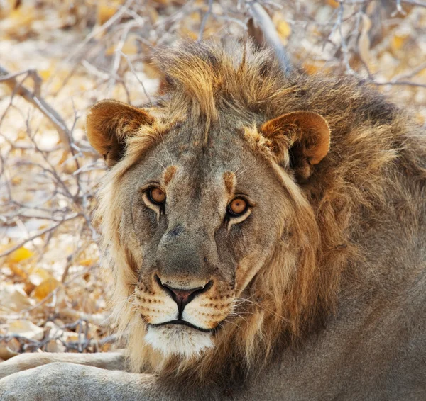 African lion — Stock Photo, Image