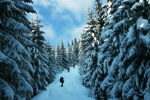 冬季徒步旅行 — 图库照片