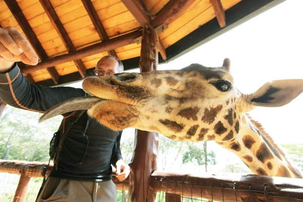 Feeding giraffe Stock Photos, Royalty Free Feeding giraffe Images ...