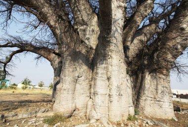 Baobab