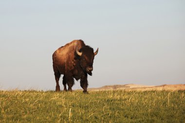 Buffalo clipart