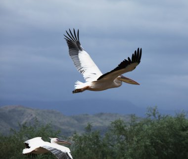 Flying pelican clipart