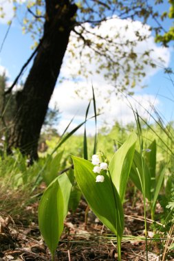 Vadideki Lilly