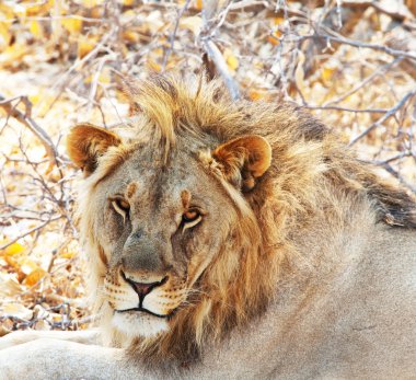 Aslan