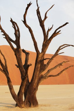 Namib desert clipart