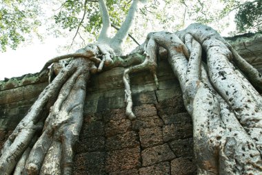 angkor şehri ağacında