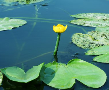 su florası