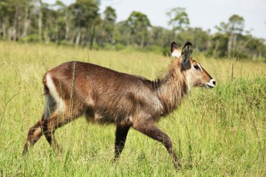 Waterbuck