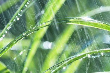 Wet grass clipart