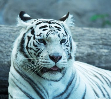 White tiger clipart