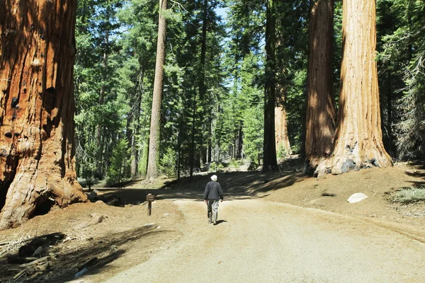 Sequoja — Zdjęcie stockowe