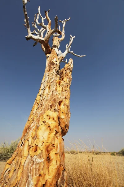 Afrykańskie drzewo — Zdjęcie stockowe