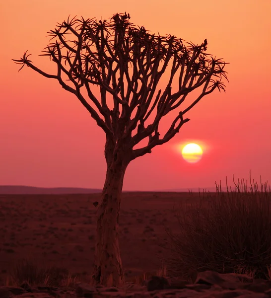 非洲树 — 图库照片