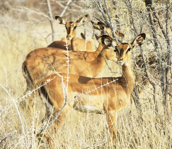Antilope dans la brousse — Photo