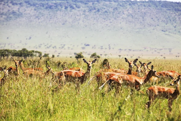 Antelope in gras — Stockfoto