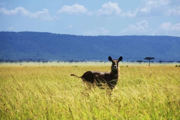 Antilop i savanna — Stockfoto