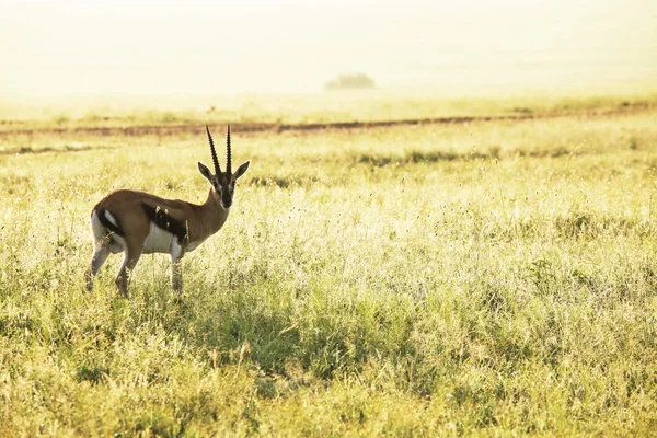 Antilope — Photo